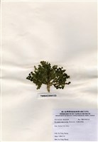 藏品(大葉仙掌藻)的圖片